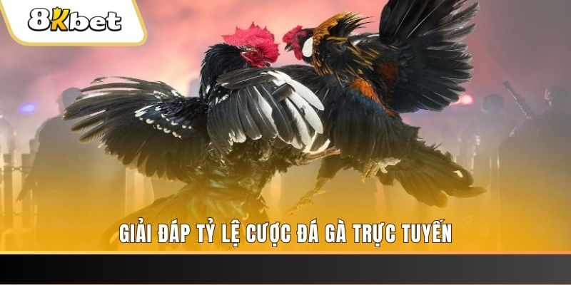 33win02 ga choi cau thanh